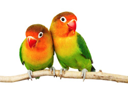 parrots2